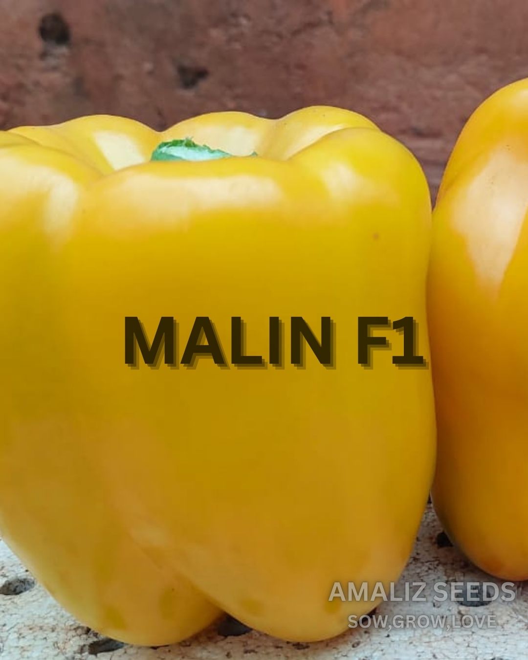 Malin F1