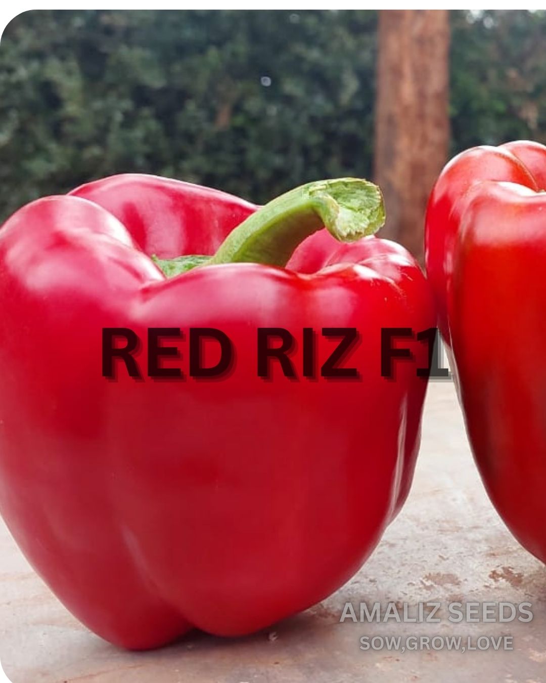 Red Riz F1