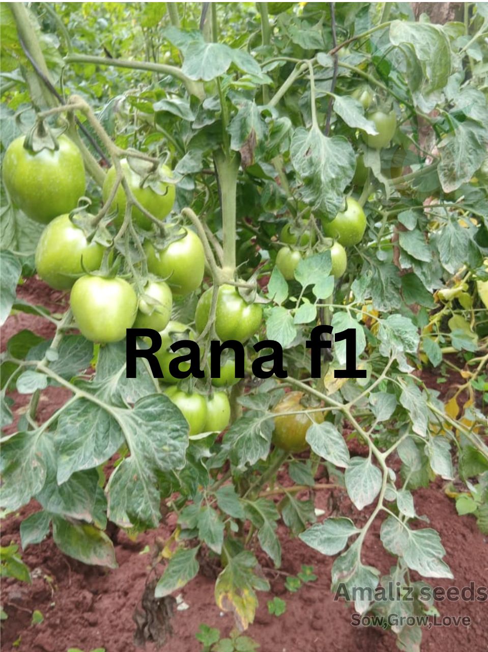 Rana F1