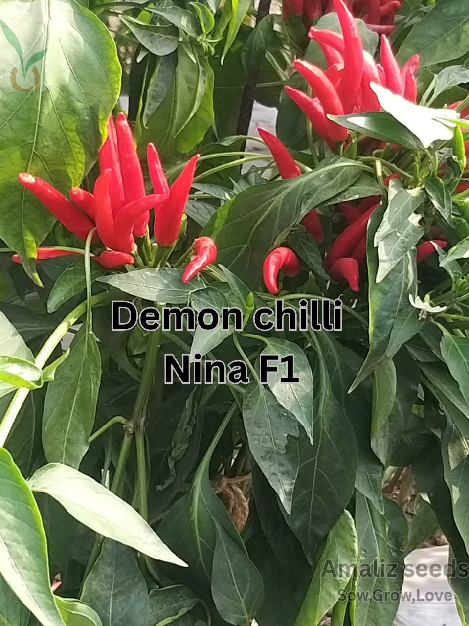 DEMON CHILLI