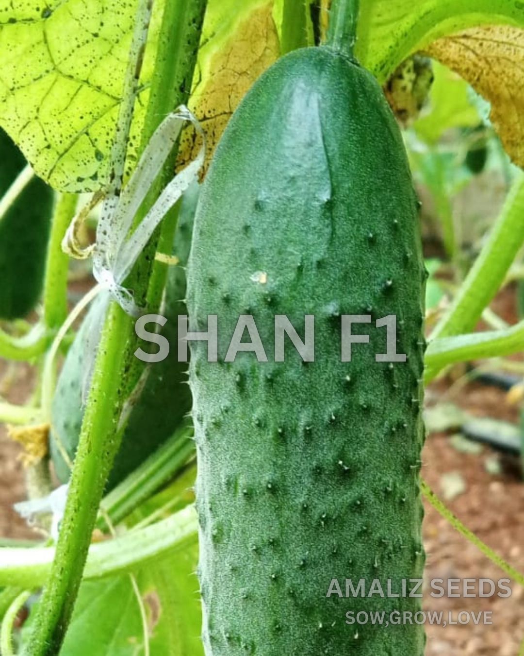 CUCUMBER